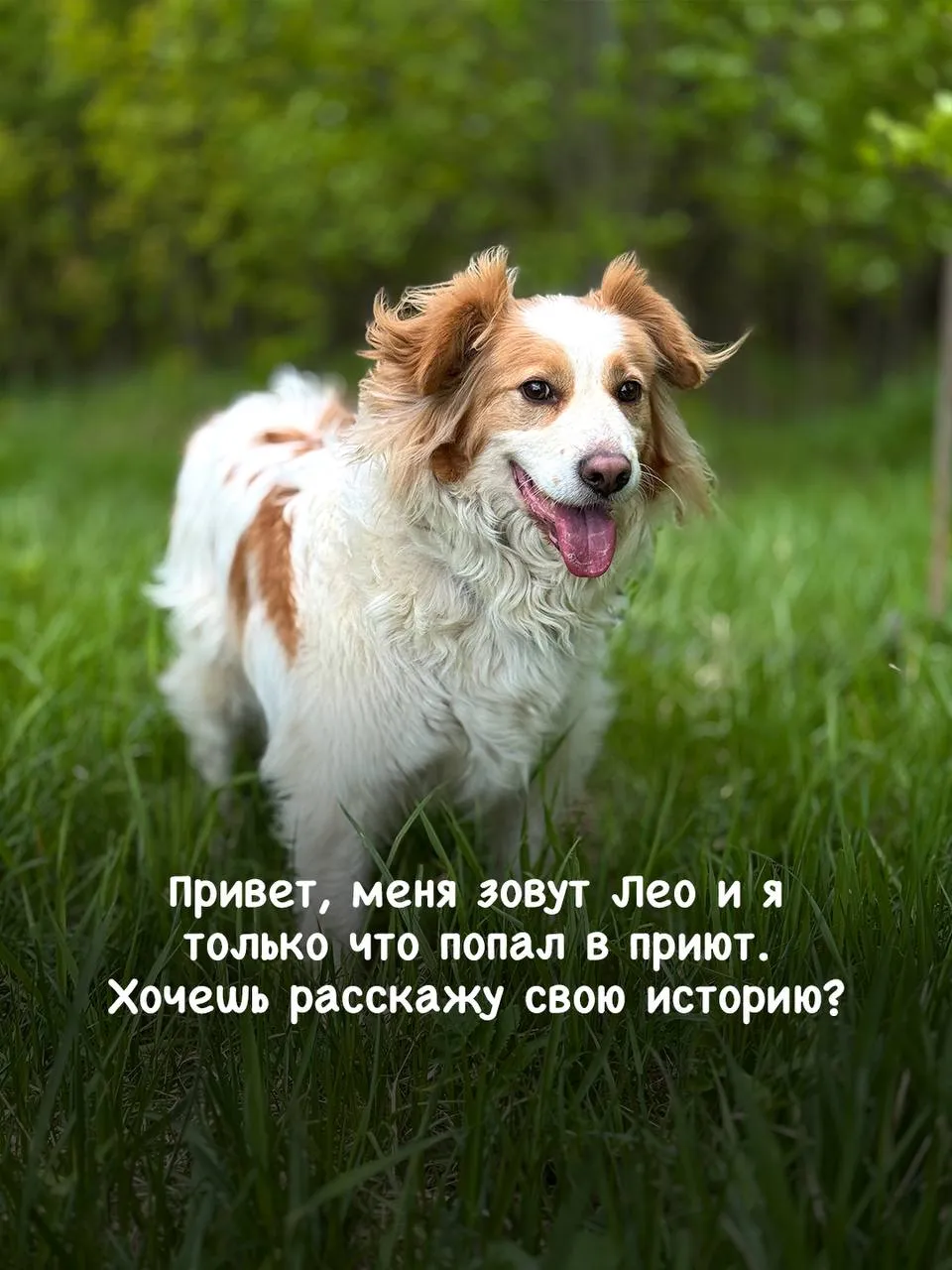 Пушистика Лео бросила бывшая семья, он ищет новый дом в приюте Щербинка 😥